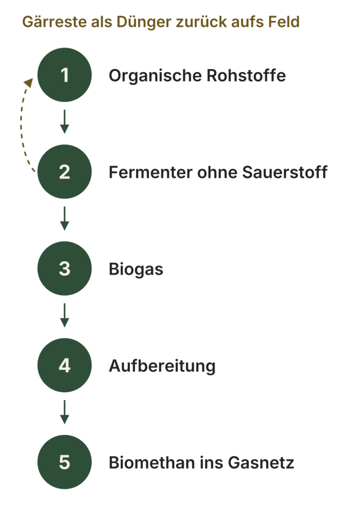 Ablauf einer Biogasanlage: organische Rohstoffe, Fermenter ohne Sauerstoff, Biogas, Aufbereitung, Biomethan ins Gasnetz. Die Gärreste gehen als Dünger zurück aufs Feld.
